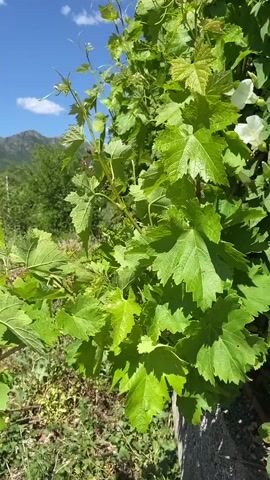 The video shows a close-up of a young grape vine, with vibrant green leaves and small bunches of grapes starting to form. The vine is set against a backdrop of green trees, a distant mountain range, and a blue sky dotted with fluffy white clouds. The camera focuses on the central stem of the vine, highlighting the newly formed leaves at the top.
