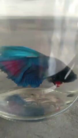 The video shows a betta fish in a clear glass container. The fish is black with blue and red fins. It is swimming slowly in the water. The background is blurry and appears to be a concrete surface.