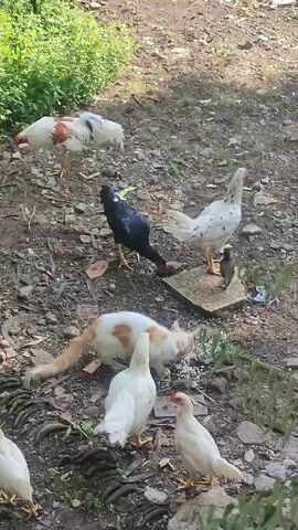 Certainly! Here's a description of the video:

The video depicts a small group of chickens and a cat in an outdoor environment. The chickens are a mix of white, black, and speckled colors, pecking at the ground, seemingly feeding. A white and brown cat is also present, eating alongside the chickens. The ground is covered with dirt, dried leaves, and some small patches of vegetation. There's a larger patch of green foliage in the background, possibly shrubbery or a small bush. The scene is shot in natural lighting and gives the impression of a rural or backyard setting.