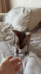 Sphynx cat plays with owner on bed in Izhevsk