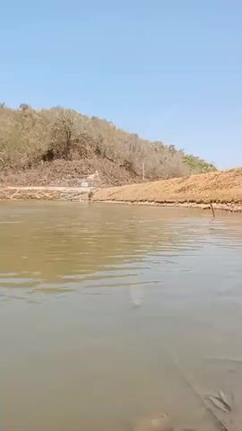 The video shows a wide body of calm water, likely a lake or slow-moving river. The water is a murky greenish-brown color and reflects the clear blue sky. On the far bank, a gently sloping hillside is covered in trees. The trees appear to be deciduous and many are bare, suggesting a dry season or late autumn. A dirt road runs along the base of the hill. The overall impression is of a natural, somewhat arid landscape. There are no people or animals visible in the video. The camera appears to be moving slightly, possibly from a boat or a person walking along the water's edge. The lighting indicates it is daytime, with bright sunlight.