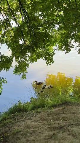 A mother duck and her ducklings swim in a calm body of water. The scene is framed by the green leaves of overhanging trees, suggesting a natural, perhaps park-like setting. The water is clear and reflects the bright, dappled sunlight filtering through the leaves, creating streaks of yellow and gold on the surface. The shoreline is visible in the foreground, covered with green grass and sandy patches. The overall atmosphere is peaceful and serene, evoking a sense of nature's tranquility. The time of day appears to be daytime, likely late morning or early afternoon, given the bright sunlight. There is no visible text in the image. The location is identified as Obninsk, Russia.