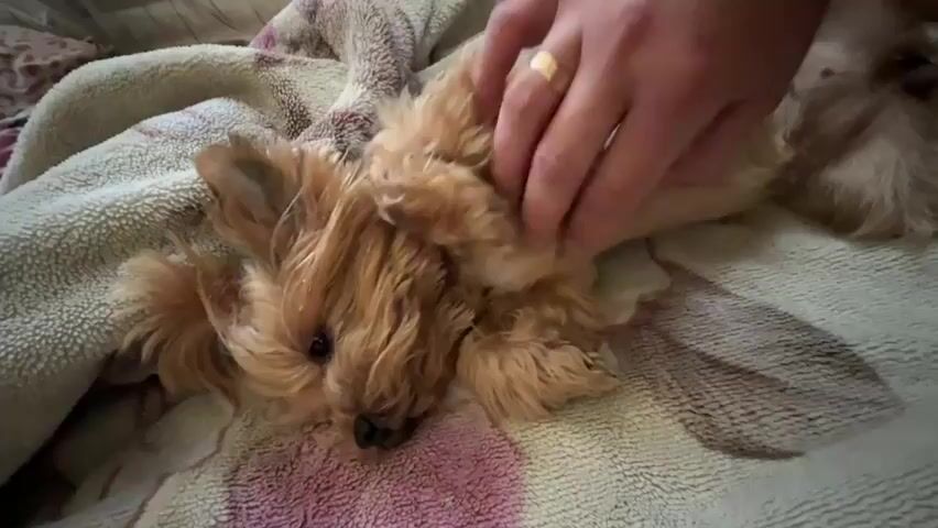 A close-up shot shows a small, fluffy, tan dog lying on its back on a patterned blanket. A person's hand, wearing a gold ring, is gently petting the dog's belly. The dog's eyes are partially closed, and its head is turned to the side, suggesting it is relaxed. The blanket has a light brown and pink floral pattern. The lighting is soft and appears to be indoors.