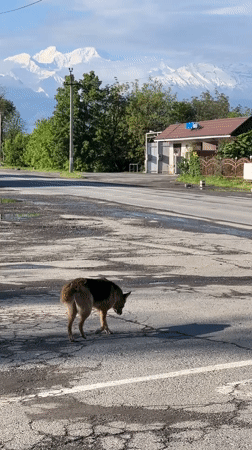 Dog stands on damaged road in Arkhonskaya, Russia