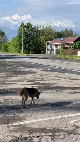 The video shows a dog standing in the middle of a cracked, potholed asphalt road in front of a building. The dog is medium-sized, with brown and black fur, and its tail is wagging slightly. The building on the right side of the road is one-story, with a brown roof and a sign with Cyrillic letters. Behind the building, there is a chain-link fence. In the background, there are green trees and mountains covered with snow. A large semi truck passes by on the road.  The sky is blue with some clouds.