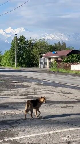 Dog stands on damaged road in Arkhonskaya, Russia