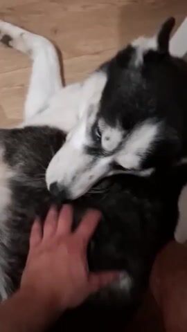 The video shows a close-up of a husky dog lying on its back, being petted by a human hand. The dog has striking blue eyes and black and white fur. The human hand is visible on the dog's chest and abdomen, petting it. The dog appears relaxed and comfortable. The background shows a wooden floor. The lighting is dim, suggesting an indoor environment. The camera angle is from above, looking down at the dog and hand.