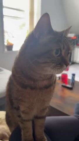 The video features a brown tabby cat with green eyes looking up. The cat is sitting on someone's lap.  In the background there is a window, a couch, and a table with a remote control and other items on it. The cat meows once. The lighting is bright.
