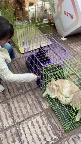A person is interacting with cats in cages. In the foreground, a light-colored cat is lying down in a green cage. To its left, a dark-colored cat is visible in a purple cage. The person, wearing a light-colored jacket and jeans, is leaning down and reaching a hand towards the purple cage, seemingly touching or gesturing towards the dark cat. In the background, there are cages with dogs. The ground is paved with bricks. A white box with colorful branding is visible behind the cages. The scene appears to be outdoors, possibly a pet adoption event or a pet store.