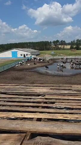This is a video clip of a farm on a sunny day. The scene is an outdoor enclosure with several black and white cows. Some cows are standing, others are lying down in a muddy area with a large puddle. In the background, there is a white barn with a blue door and a fence surrounding the enclosure. Beyond the farm, there is a line of trees and a blue sky with white clouds. The wooden planks in the foreground suggest the camera is positioned on a raised structure, possibly a viewing platform or part of a larger building. The overall impression is a rural agricultural setting under clear, fair weather conditions. There is no visible text in the video.