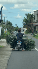 Moped rider carries oversized vegetation load through Bali streets