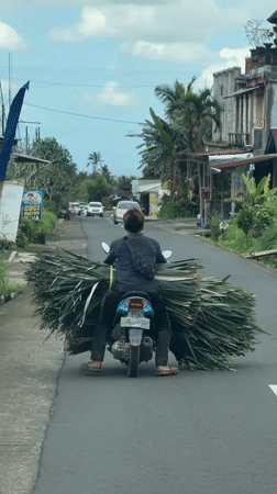 Moped rider carries oversized vegetation load through Bali streets