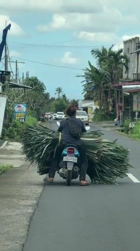 Moped rider carries oversized vegetation load through Bali streets