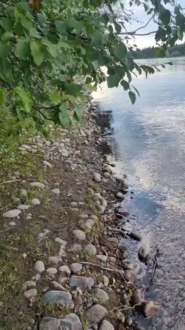 This is a close-up, ground-level view of a rocky shoreline next to a wide river. Overhanging green leaves from a tree in the foreground frame the scene. The water is calm with ripples near the shore, and the sky above is overcast. The shoreline is a mixture of dirt and rounded stones of various sizes. In the distance, the river stretches towards a tree-lined horizon under a cloudy sky.