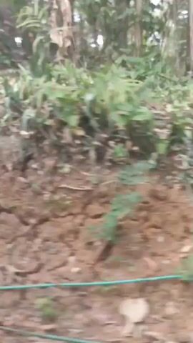 The video begins with a blurry shot of a plant with several leaves next to a dirt embankment. The camera then pans to the right, showing a concrete path bordered by dry leaves and dirt. As the video progresses, the camera moves forward along the path, which appears to be on an incline. The path is surrounded by trees and foliage on both sides. In the distance, a person is seen walking away from the camera. The camera continues to move along the path, and more of the surrounding environment, which is dense with vegetation, becomes visible. The person in the distance is no longer clearly visible, and the video continues to show the path and the natural surroundings. The video ends while still moving along the path.