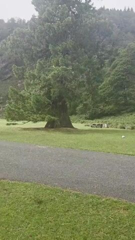 A very large tree stands in the center of the frame. A paved path runs in the foreground. In the background, a person rides an electric scooter past the tree.