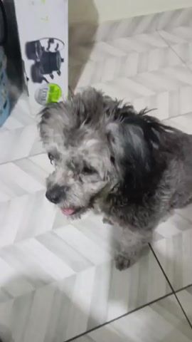 A small dog with gray and black curly fur is sitting on a gray and white tiled floor and looking up at the camera. The dog has its tongue sticking out slightly. There is a blurred object in the background on the left side of the frame. The camera angle is looking down at the dog.