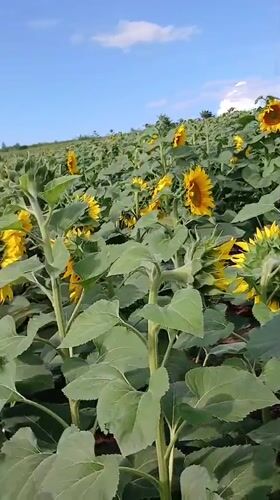 Sunflowers in bloom and a dog among wildflowers, Monastyryska