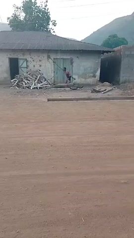 The video depicts a person standing in front of a weathered, one-story building with a corrugated metal roof, seemingly in a rural or developing area. The building has two visible openings, one with a closed wooden door and another with a partially open wooden door. A pile of wood scraps is situated to the left of the door. The person is wielding a long pole and appears to be striking or moving something on the ground near the doorway. The ground in front of the building is dirt or gravel, transitioning to a reddish-brown dirt road in the foreground. In the background, there are trees and a hill or mountain. The video is taken from a distance, providing a wide shot of the scene.