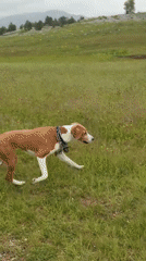 Dog explores wildflower meadows in rural Montenegro countryside