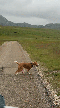 Dog explores wildflower meadows in rural Montenegro countryside
