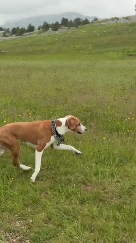 Dog explores wildflower meadows in rural Montenegro countryside