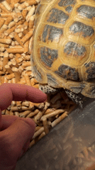 Person interacts with tortoise in indoor enclosure, Krasnoyarsk