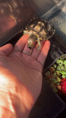 Pet turtle feeding routine captured in Novoaltaysk