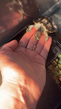 Pet turtle feeding routine captured in Novoaltaysk