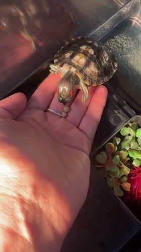Pet turtle feeding routine captured in Novoaltaysk