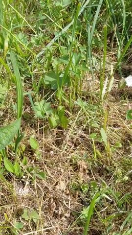 The video shows a close-up view of grass and dry leaves. A small white object, possibly a butterfly or moth, is briefly visible amongst the green blades of grass. The camera focuses on the ground level, capturing the texture of the dry vegetation and the vibrant green of the living plants. The lighting suggests it is daytime, with sunlight filtering through the foliage.