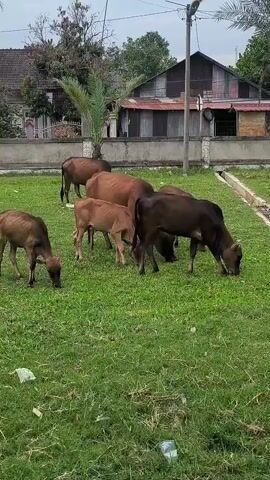A herd of cows grazes on a patch of green grass. The cows are of various shades of brown and include adults and calves. In the background, there are residential buildings, a fence, and a power pole. The ground is mostly covered in grass, with some scattered litter. The video appears to be shot outdoors during the daytime.