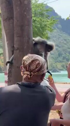 A medium shot shows a Dusky Langur monkey taking a bite of a yellow fruit from a person. The monkey is holding onto a tree trunk with its hands and feet. The person, seen from the back, is wearing a grey shirt and a patterned head covering. To the right, a woman with blonde hair pulled back can be seen observing the interaction. The backdrop features a coastal scene with turquoise water, green hills, and trees. A red and white stripe is visible on a low barrier on the near side of the water. The general environment appears to be a sunny, tropical location.