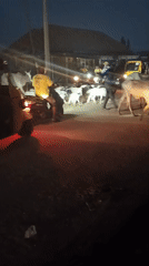 Cattle herd crosses street in Rido, Nigeria at dusk