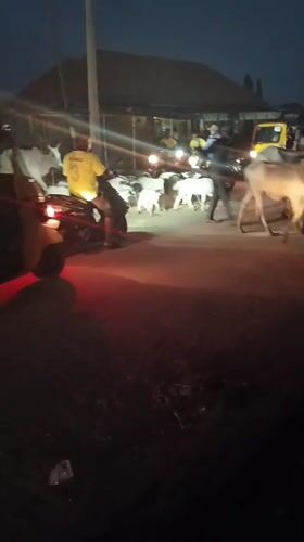 Cattle herd crosses street in Rido, Nigeria at dusk