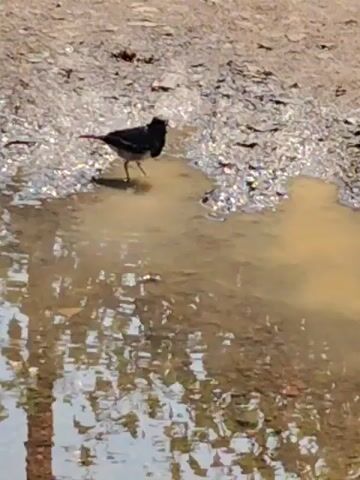 A small bird with black and white plumage stands in a shallow puddle of muddy water on a dirt and gravel surface. The bird is facing to the left, with its head slightly tilted. Its reflection is visible in the water. The background is out of focus but appears to be a dry, dusty area. The lighting suggests it is daytime.
