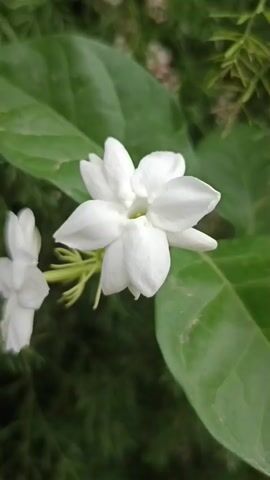 A close-up, slow-motion video of two white jasmine flowers in bloom. The flowers are surrounded by green leaves and a blurred background of foliage. The camera pans slightly, capturing the delicate details of the petals and the soft lighting.