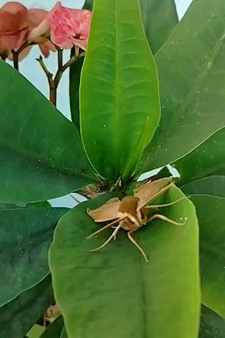 A close-up video shows a light brown moth with large, open wings resting on a vibrant green leaf. The moth's body is centered on the leaf, and its legs are extended. The background consists of more green leaves and a hint of a pink flower. The camera slowly zooms in on the moth.