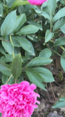 Spring flowers bloom in Krasnodar garden, Russia