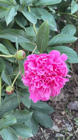 Spring flowers bloom in Krasnodar garden, Russia