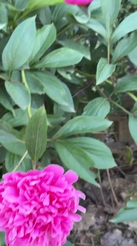Spring flowers bloom in Krasnodar garden, Russia