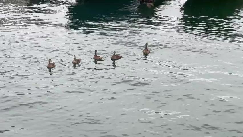 Five ducks swim in the water near several boats docked at a harbor. The water is choppy, with ripples and small waves. The boats appear to be of various sizes, with some closer to the foreground and others further in the background. The ducks are swimming in a loose formation, with some in front and others slightly behind. The lighting suggests it is daytime, possibly overcast. The scene is viewed from a slightly elevated perspective, looking down towards the water.