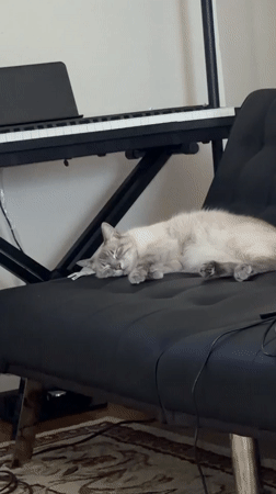 Cat naps and grooms on a chair beside a keyboard in Pittsburgh