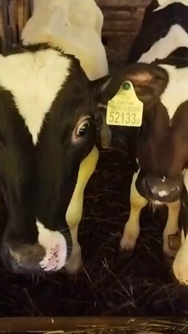 This media file shows three young cows in a barn. The cows have black and white markings. One cow in the foreground on the left has a yellow ear tag with the number "52133" printed in black. The other two cows are visible behind it, also appearing to be calves. The floor of the barn is covered in straw or hay. The lighting is dim, suggesting it might be evening or a dimly lit barn. The cows appear calm. The location is identified as Zaleski Village Council, Belarus.