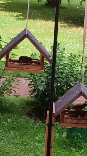 Sparrows flock to backyard feeders in Rosinka on a summer afternoon