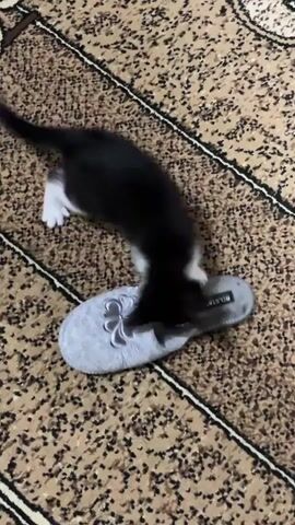 A black and white kitten is playing with a gray slipper on a patterned rug. The kitten is batting at the slipper with its paws and occasionally bites at it. The slipper has a clover design on it. The rug is brown with a light colored pattern.