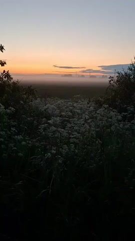 A low-angle shot captures a misty field at dawn or dusk. The sky transitions from a deep twilight blue at the top to a soft orange and yellow glow near the horizon. A thin band of fog or mist hovers low over the field, obscuring the distant landscape which appears to feature some indistinct structures and possibly power lines. In the foreground, dark, shadowy bushes and a dense patch of white wildflowers dominate the lower half of the frame. The overall impression is one of quiet and natural beauty in the early morning or late evening light.