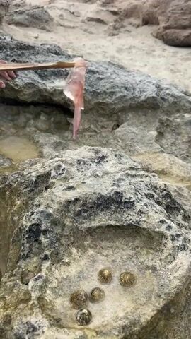 A close-up shot captures a person's hand holding a wooden stick with a translucent, pinkish piece of sea life dangling from it. The sea life appears to be a jellyfish or a similar gelatinous marine creature. The background reveals a rocky, coastal landscape, likely a beach or shoreline. The rocks are grey and textured, with some patches of lighter sand visible further back. In a small, water-filled depression on a large rock in the foreground, several small, round, shell-covered creatures, possibly limpets, are clustered together. The overall scene suggests an outdoor, natural environment, possibly during daylight. The image focuses on the detail of the sea creature and the rock formations, hinting at an interaction with marine life in its natural habitat. There is no visible text in the media file.