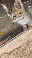 Tabby kitten with blue eyes spotted in Vom, Nigeria