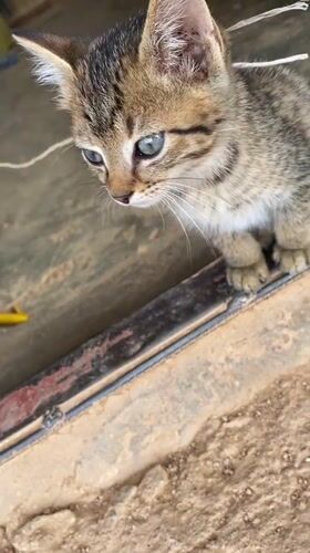 Tabby kitten with blue eyes spotted in Vom, Nigeria